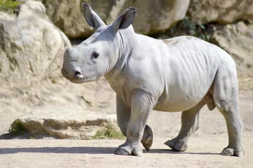 Crédence de cuisine en verre imprimé Rhinocéros Petit rhinocéros sur fond de roche