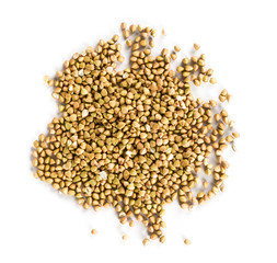 Green buckwheat isolated on a white background. Top view.