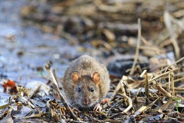 Gray rat with cute muzzle