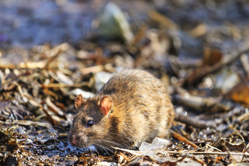 Gray rat in the wild by the lake