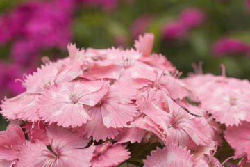 Flowers pink carnations Turkey