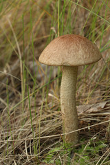 An edible single bolete young mushroom Leccinum scabrum grows in the forest. Focus on the cap.