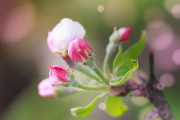Naklejka na ściany i meble View of close-up flowers of the apple blossoms in springtime. Selective focus and blurred background. 