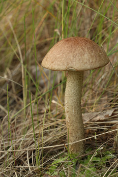 An edible single bolete young mushroom Leccinum scabrum grows in the forest. Focus on the cap.