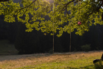 Beautiful red rose lying on a swing