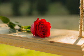 Beautiful red rose lying on a swing
