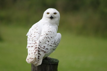 Snowy Owl