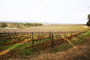 Fototapeta na wymiar panorama of sweets and soft green hills with vineyards and cypress trees of Tuscany in spring
