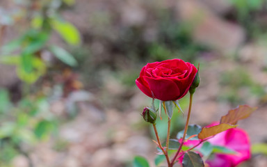 Obraz premium fresh roses in natural background in garden