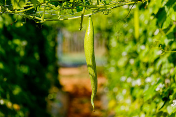 Snake gourds in vegetable garden