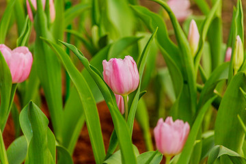 Beautiful  pink tulips blooming in the garden