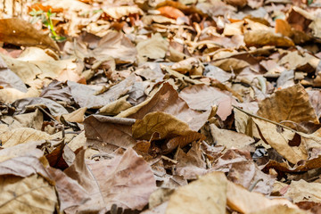 Dry brown  leaves on the ground in a beautiful autumn forest