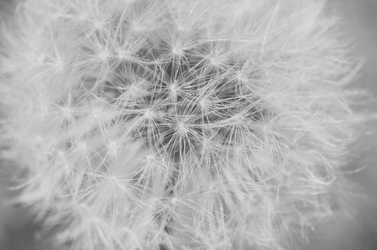 Detail of dandelion with matt effect. Close up shot. Black and white