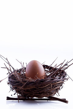 Egg in the Nest