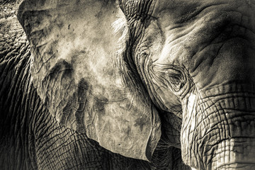 Texture d& 39 éléphant