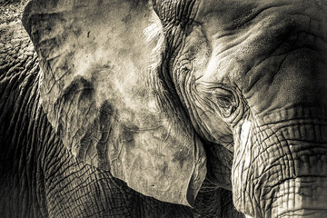 Olifant Textuur