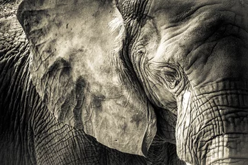 Photo sur Plexiglas Éléphant Texture d& 39 éléphant