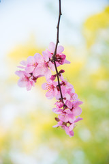 Cherry blossom in the park