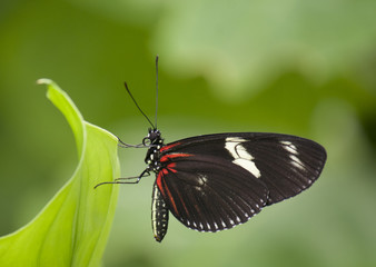 Fototapeta na wymiar Tropical butterfly Heliconius hecale. photo taken with a macro lens