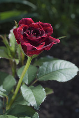 A small red rose on a garden bed
