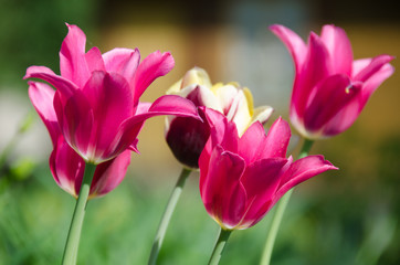 Group of pink tulips in a garden