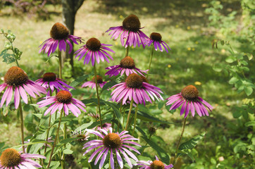 Fototapeta premium Flowers pink coneflower (Rudbeckia)