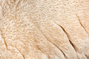 Close up image of sheep fleece