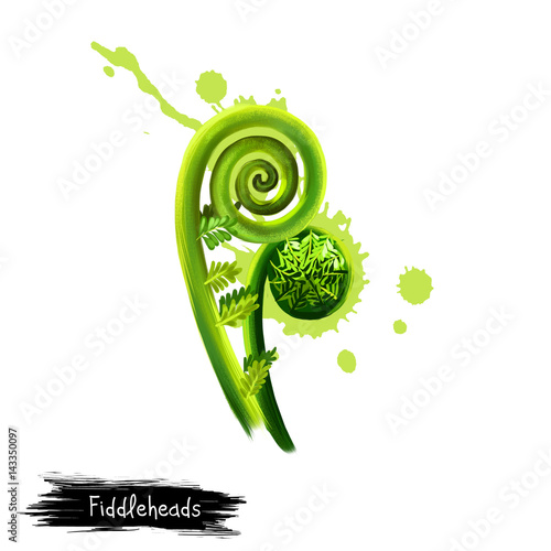 "Digital art Fiddleheads, fiddlehead greens, Fiddlehead fern isolated