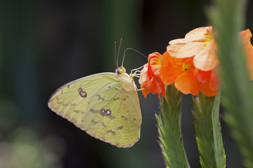 Yellow butterfly on an orange flower-. Photo taken with a professional macro lens - Powered by Adobe