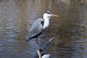 Great Blue Heron sitting by the Lake