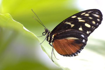 Fototapeta na wymiar tropical butterfly Heliconius hecale. photo taken with a macro lens.