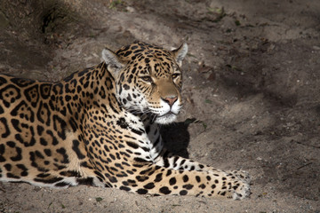 Beautiful spotted jaguar lying on the ground, with nice shade of light.