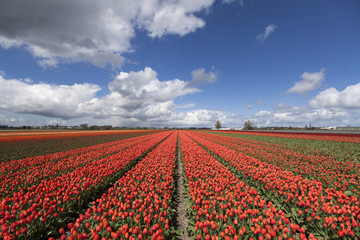 Fototapeta na wymiar Red tulip field in North Holland during spring