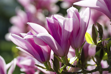 Rosafarbene Magnolienblüten