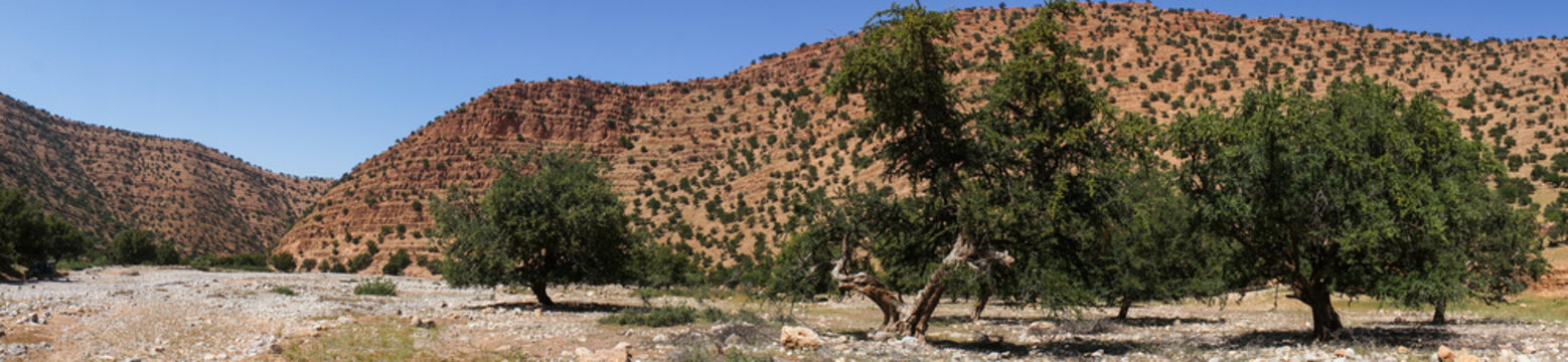 Arganiers dans la vall&eacute;e du Souss, Sud du Maroc
