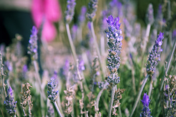 Lavender flowers, scientific name Lavandula dentata