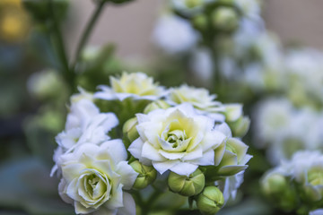 flores blancas