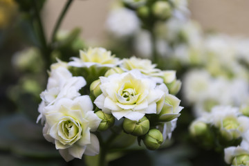 flores blancas