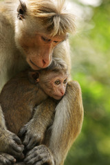 Makakenmutter mit Baby