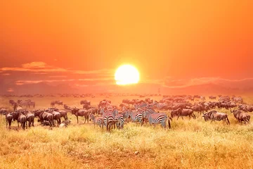 Schilderijen op glas Zebra& 39 s en antilopen in het nationale park van Afrika. Zonsondergang. © delbars