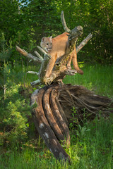 Adult Female Cougar (Puma concolor) Stands on Log Tongue Out