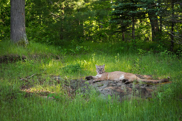 Adult Female Cougar (Puma concolor) Lies Yawning on Rock