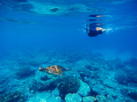 Green turtle with swimming woman in full face mask and snorkeling wear.