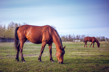 Brown horse grazing green grass on the territory of the racetrack