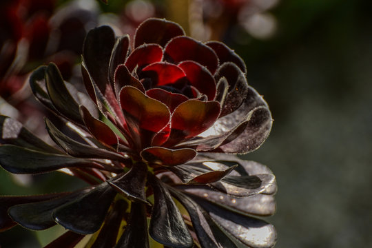 Succulents