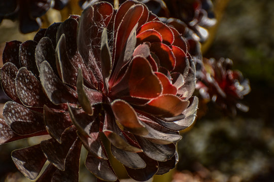 Succulents