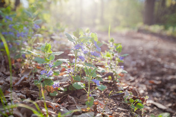 Spring flowers nature