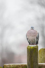 Fototapeta premium Pigeon sitting on a wooden pole