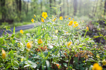 Spring flowers nature