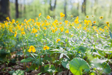 Spring flowers nature